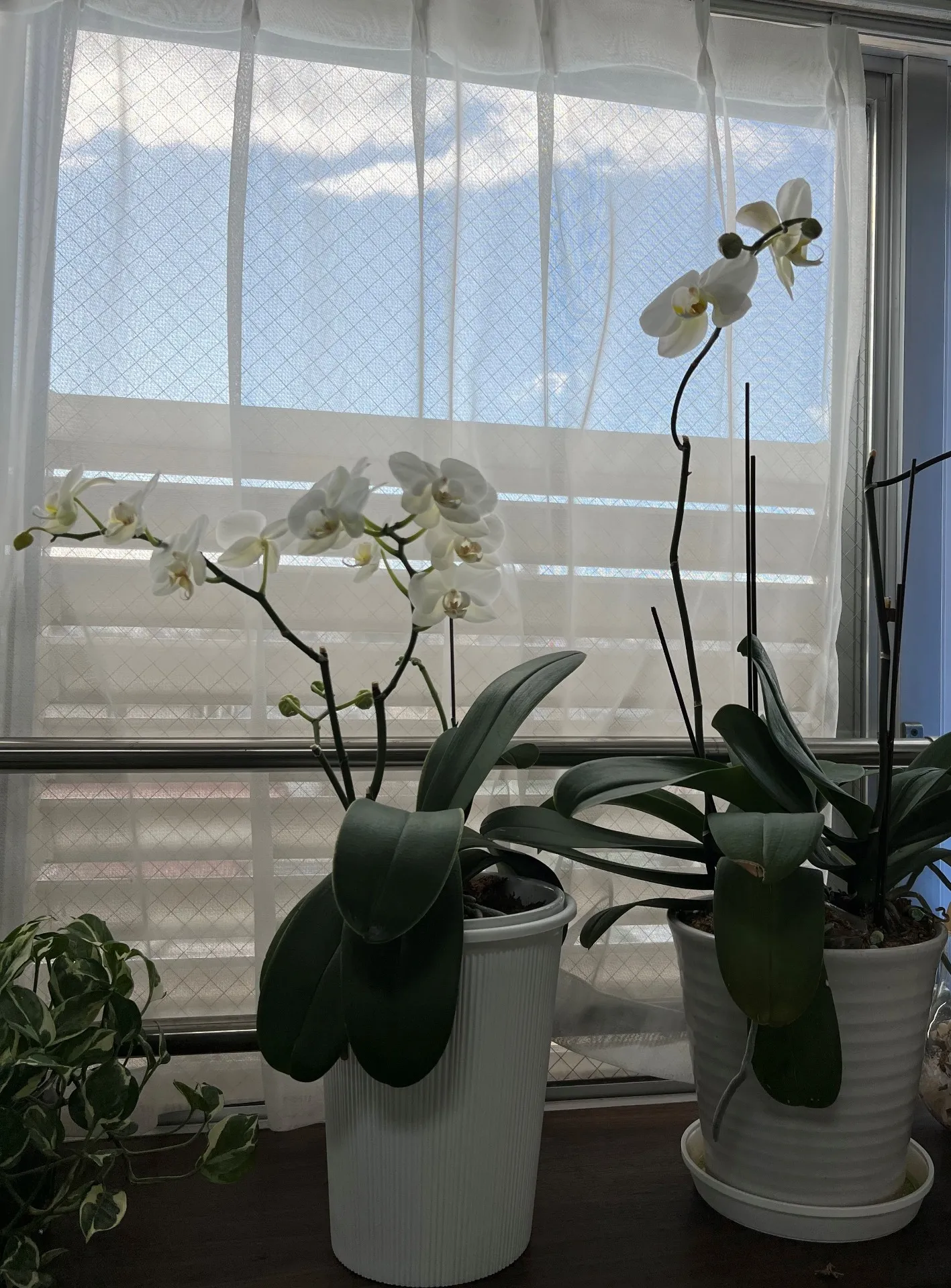 訪問介護・居宅介護支援　開設二年目　胡蝶蘭が今年も咲きました